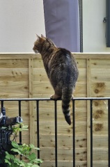 TC part 6.  The Furry Menace.