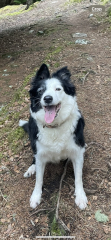 Boarder Collie - what deshedding brush/comb do you use at home?