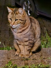 TC part 6.  The Furry Menace.