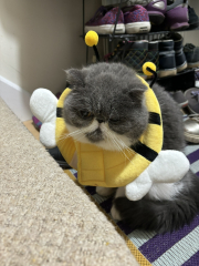 Kitten took her cone off after being spayed today