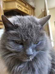 Machiavellian Misbehaviour- the Excellent Cats Deny Everything