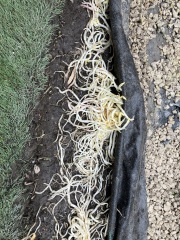 What is this?!