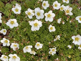 What are your current plant obsessions?