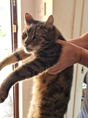 Thug cat part 5 - For he will not do destruction, if he is well-fed, neither will he spit without provocation.