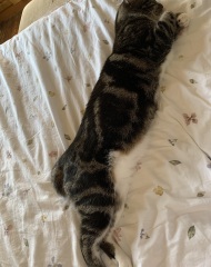 How can I get my cat to lose weight?