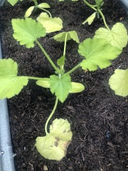 Courgette plants struggling