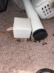 Urgh what kind of creature / rodent / bird is leaving these droppings