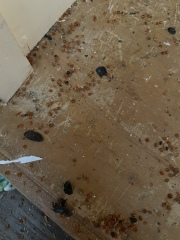 Urgh what kind of creature / rodent / bird is leaving these droppings