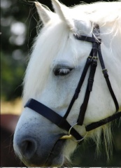 Any Highland Pony people on here?