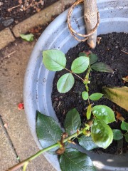 When to uncover rose cuttings?