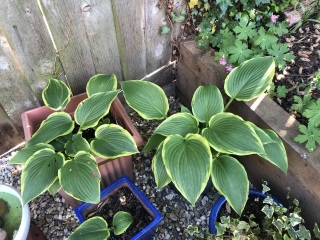 Can I save my hostas or give up this year?