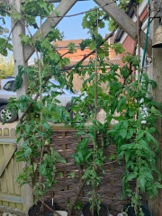 The Vegetable Patch 2024/2025