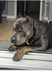 What type of dog is this?