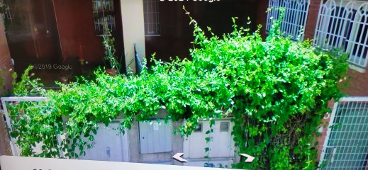 Please help me identify this plant! 🙏🏼