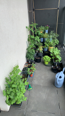 The Vegetable Patch 2024/2025