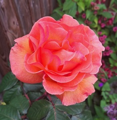 What's in flower in your garden right now?