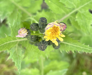 It's a dandelion ffs