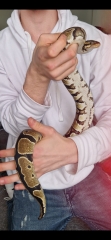 Snake ages see pic.