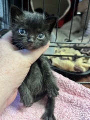 My new foster kittens