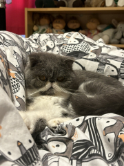 Paws crossed for Penelope's eye.
