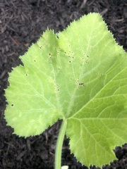Courgette plants struggling