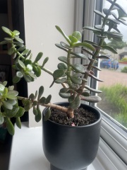 Help me with this plant, please!