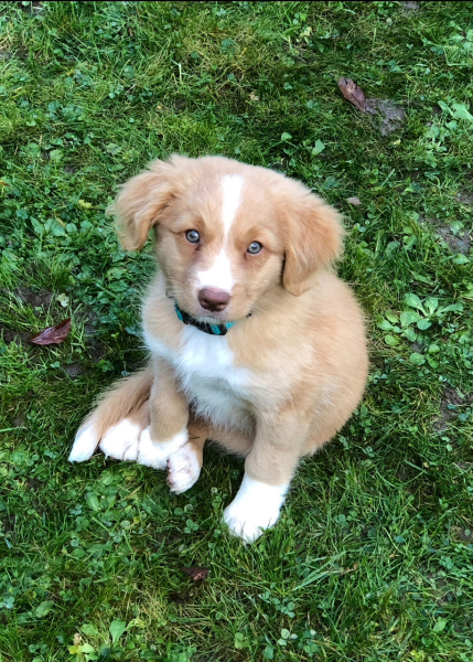 Then and Now - Your Puppy to Adult Dog Photos