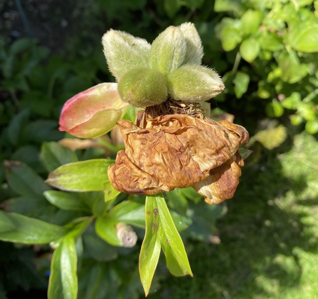 Peony's