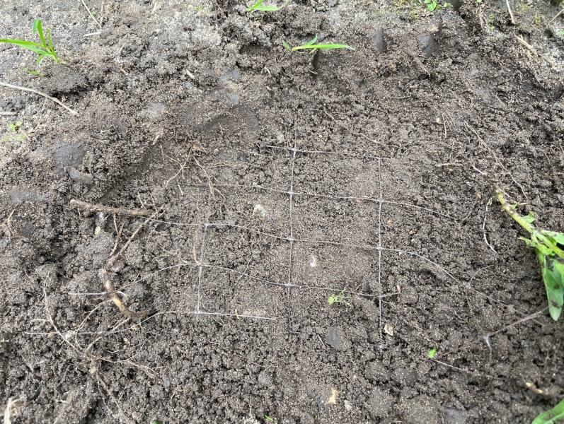 Help identify these grasses (pics)