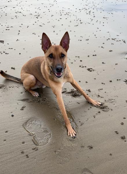 favourite thing your dog does?