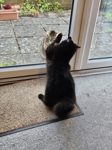 The One where TC moved to Scotland and joined the Excellent Cats