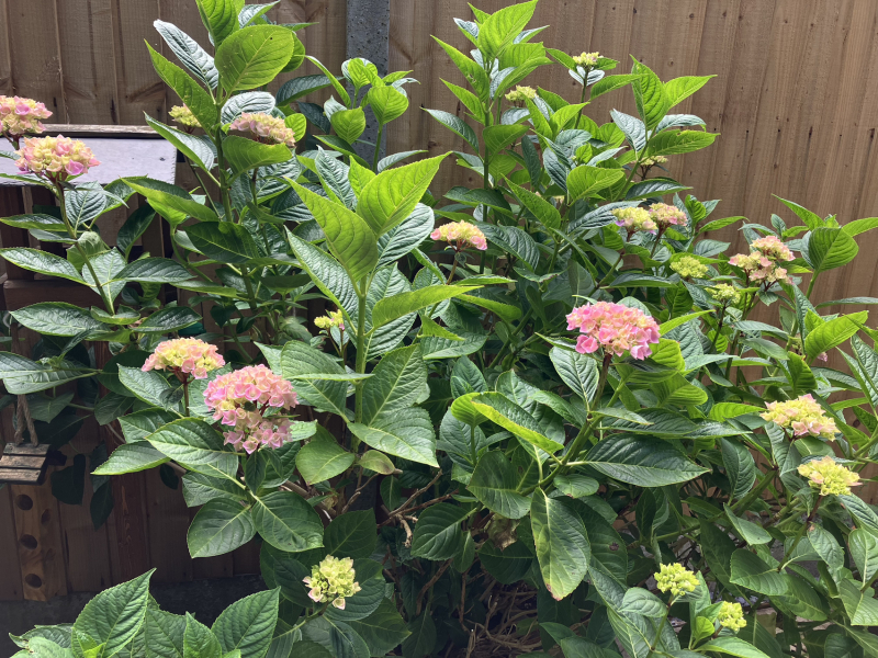 I'm so excited about my hydrangea!