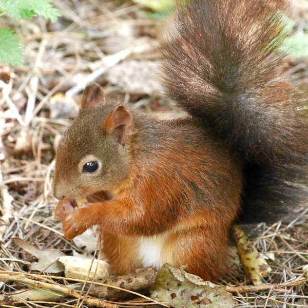 Thread 48 - Sunak - Capsized on the Ship of Lies