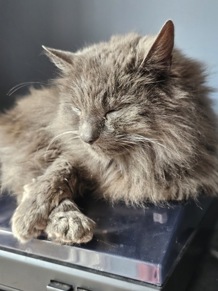 The One where TC moved to Scotland and joined the Excellent Cats