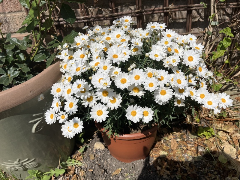 Thread 51 Sunak: A William Hill to die on