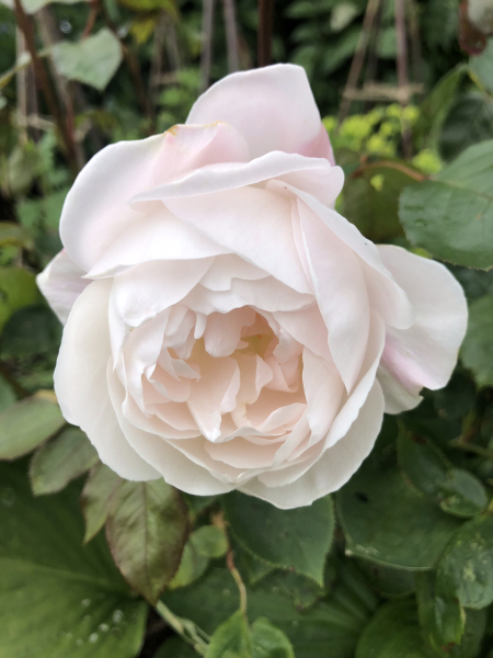 What have you done in the garden today? Part 5