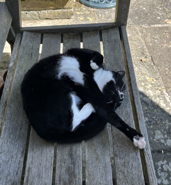 The One where TC moved to Scotland and joined the Excellent Cats