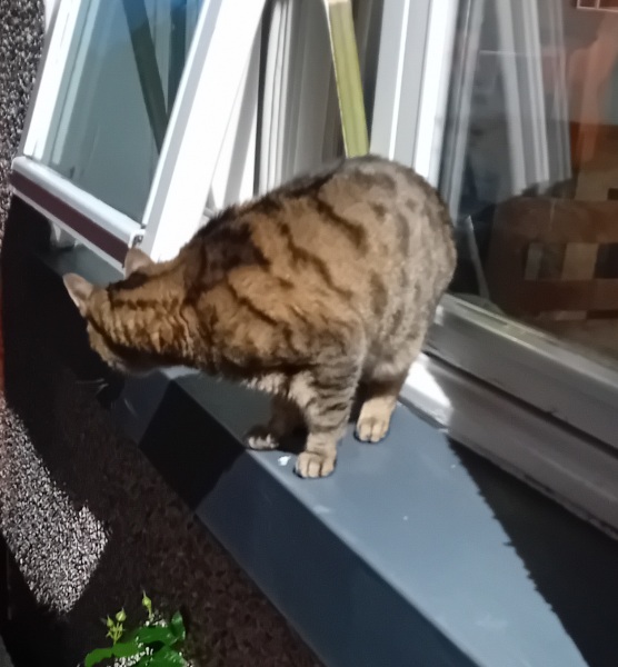 The One where TC moved to Scotland and joined the Excellent Cats