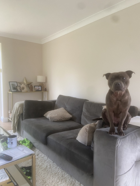Which shade of grey for living room walls please
