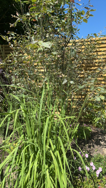 What is this plant?