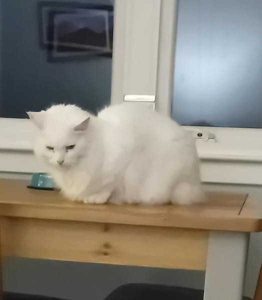 The One where TC moved to Scotland and joined the Excellent Cats