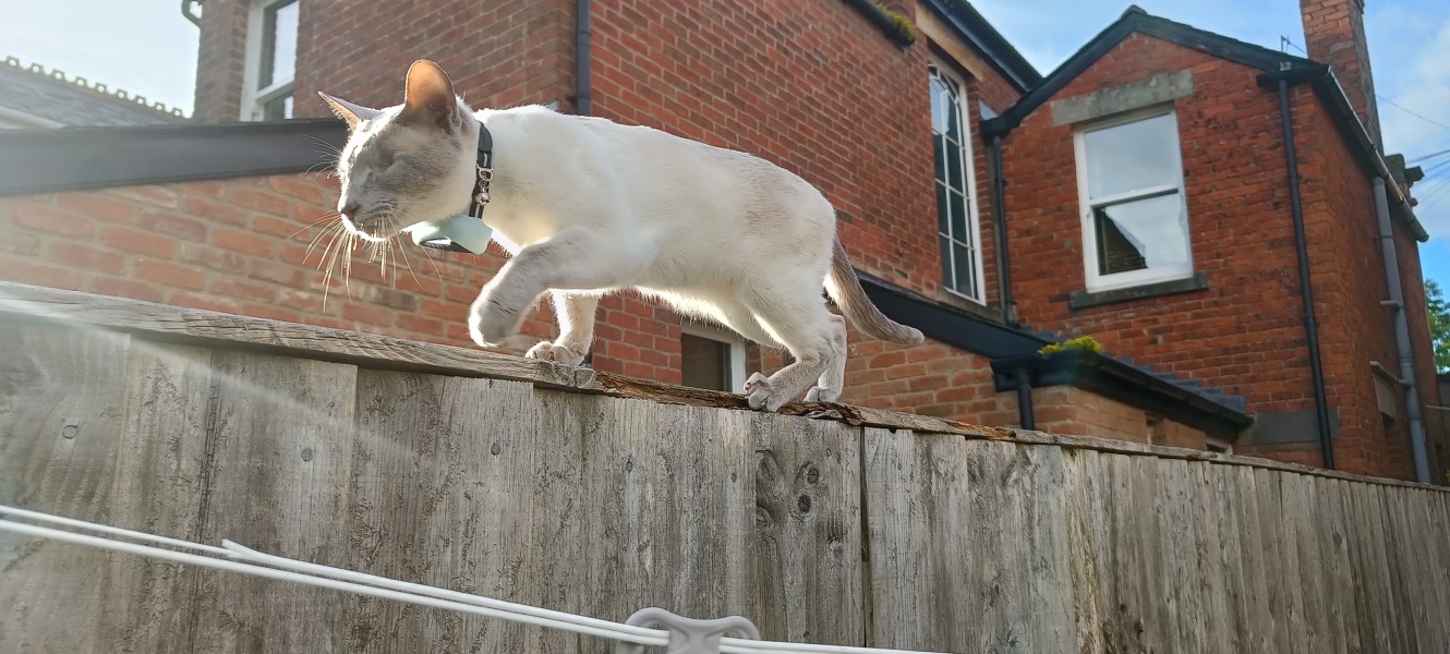 Do you speak 'cat'?