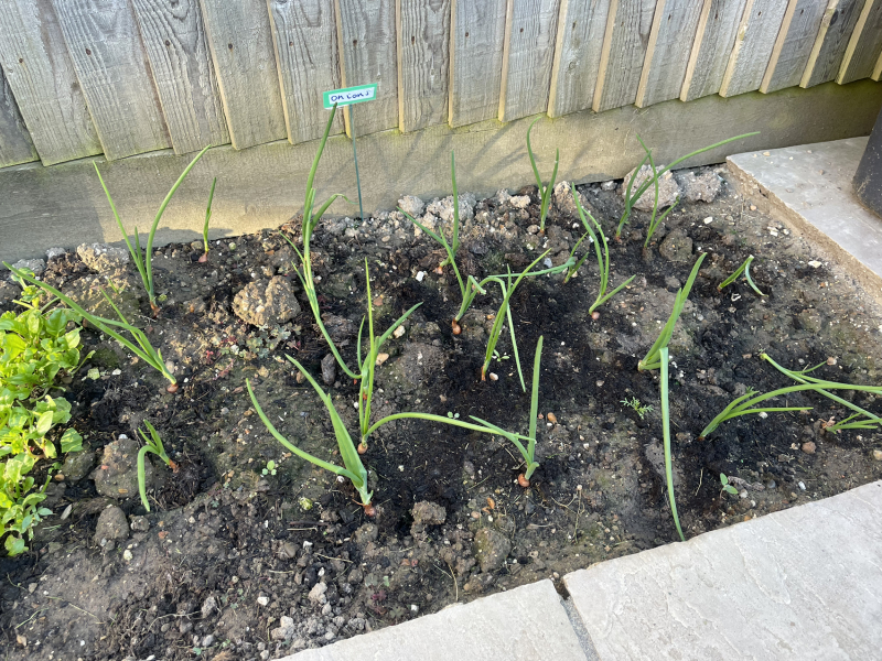 The Vegetable Patch 2024/2025