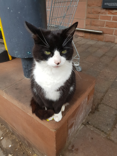 The One where TC moved to Scotland and joined the Excellent Cats