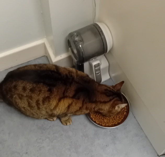 The One where TC moved to Scotland and joined the Excellent Cats