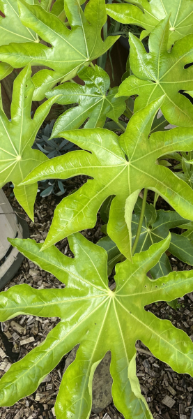 Anyone else planting a jungle/tropical garden?