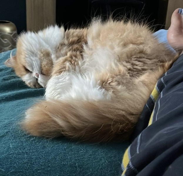 Thread 50 Sunak: Civil war, what civil war?