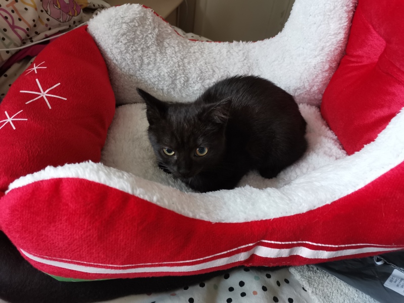 Adopting a cat from Cats Protection