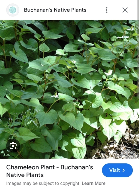 Is this a dangerous plant/any ideas on what it is?
