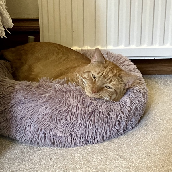 New Cat woes